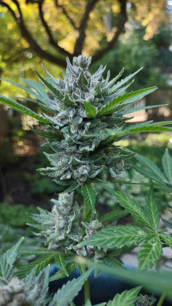 a-close-up-of-a-plant-in-a-pot-5kva1bchgpo