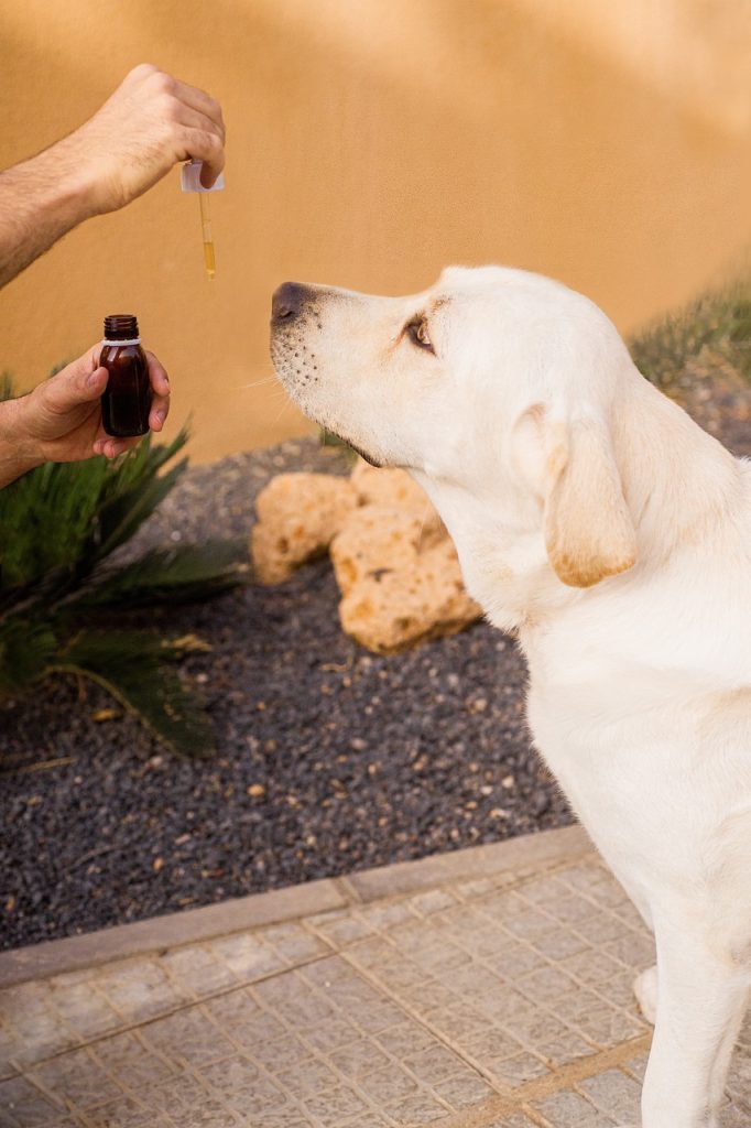 cbd oil, dog, pet, hemp oil, animal, labrador, lab, cannabis oil, dropper