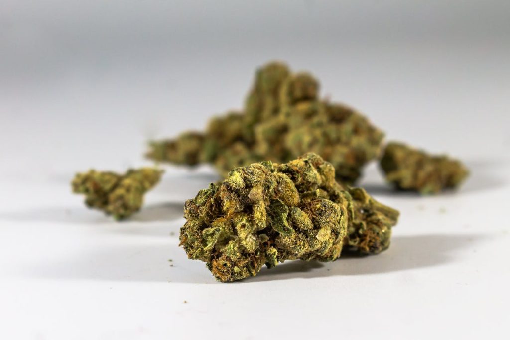 Detailed shot of dried cannabis buds isolated on a white studio background.
