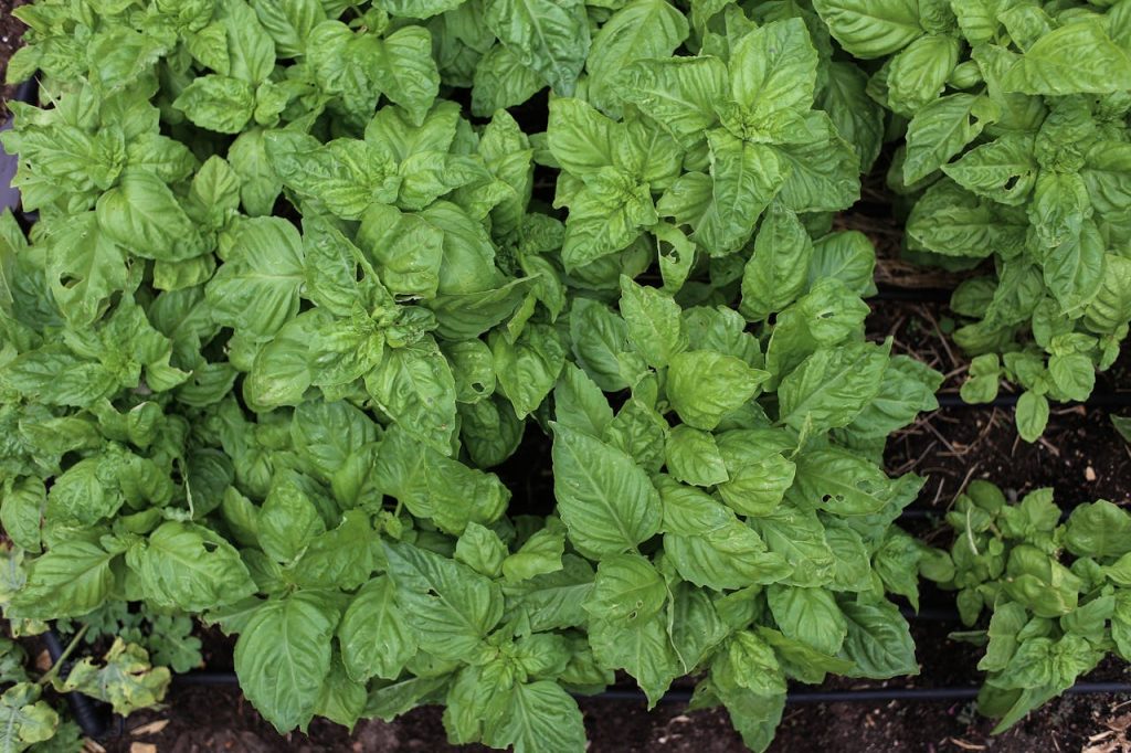 A vibrant display of fresh green basil leaves growing in a garden, perfect for cooking and herbal remedies.